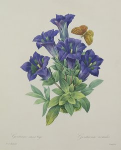 Gentiana acaulis (trompet-ensian), graveret af Langlois, fra "Choix des Plus Belles Fleurs", 1827